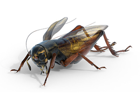 Emma field cricket Modelo 3D