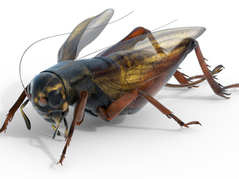 Emma field cricket Modelo 3D
