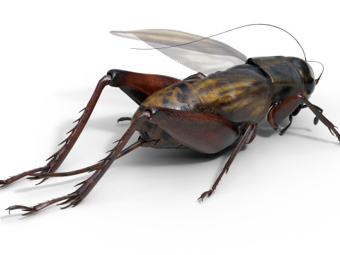 Emma field cricket Modelo 3D