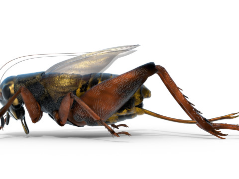Emma field cricket Modelo 3D