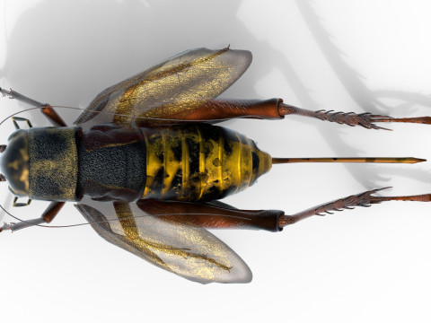 Emma field cricket Modelo 3D