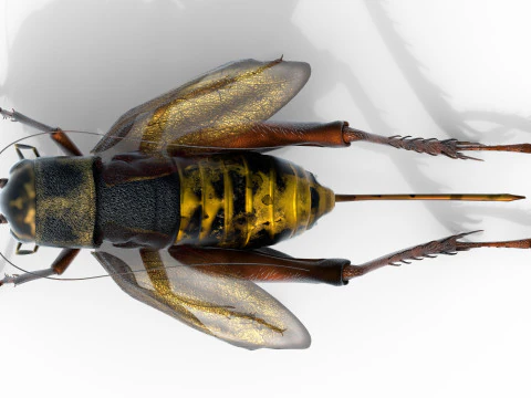 Emma campo da cricket Modello 3D