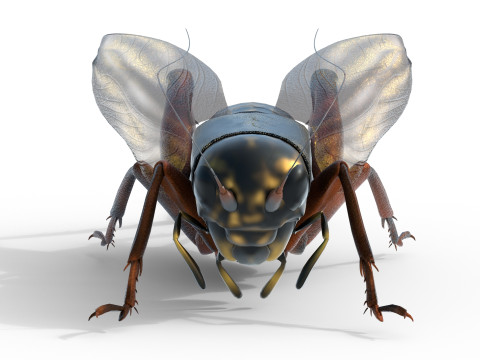 Emma field cricket Modelo 3D
