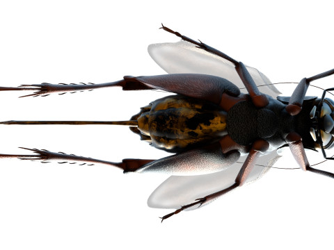 Emma field cricket Modelo 3D