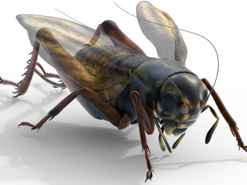 Emma field cricket Modelo 3D