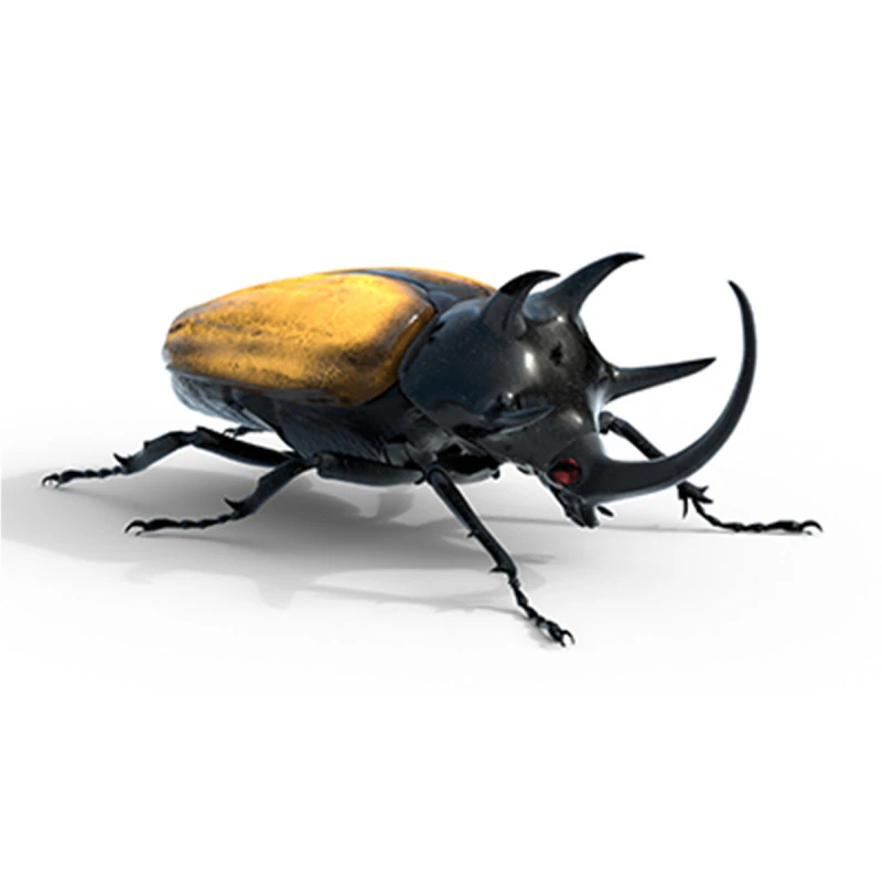 Eupatorus gracilicornis beetle 3D Model .c4d .max .obj .3ds .fbx .stl .blend 