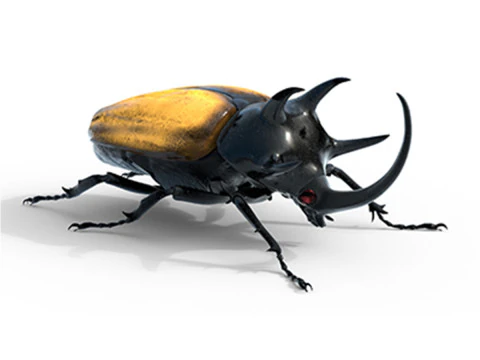 यूपेटोरस ग्रेसिलिकोर्निस बीटल 3D मॉडल