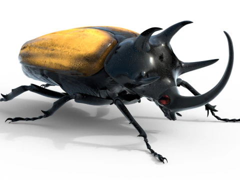 Eupatorus gracilicornis beetle 3D Model