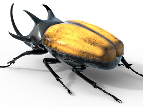 Eupatorus gracilicornis beetle 3D मॉडल