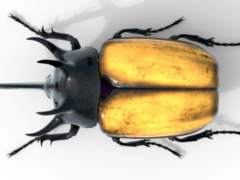 Eupatorus gracilicornis beetle 3D Model