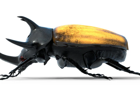 Eupatorus gracilicornis beetle 3D Model