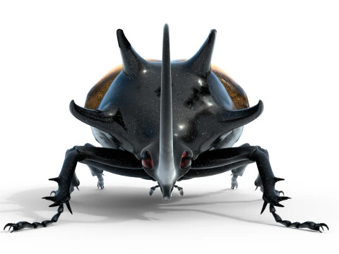 Eupatorus gracilicornis beetle 3D Model