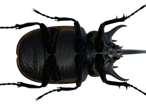 Eupatorus gracilicornis beetle 3D मॉडल