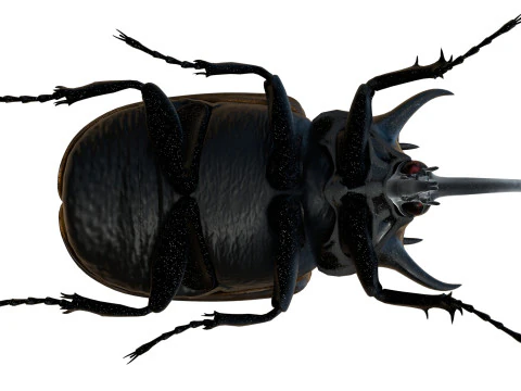 Eupatorus gracilicornis beetle 3D Model