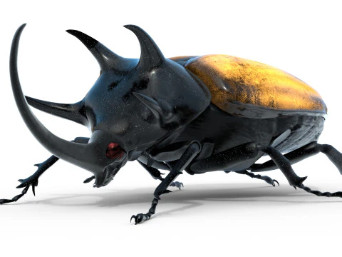 Eupatorus gracilicornis beetle 3D Model