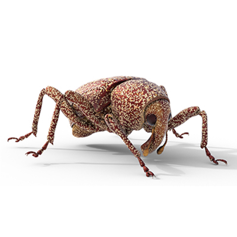 Euscepes postfasciatus 3D Model .c4d .max .obj .3ds .fbx .stl .blend 