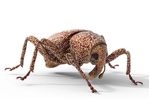 युसेपस पोस्टफैसियाटस 3D मॉडल