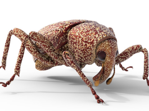 Euscepes postfasciatus 3D Model