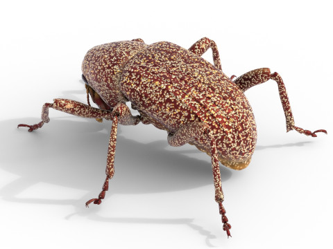 Euscepes postfasciatus 3D Model