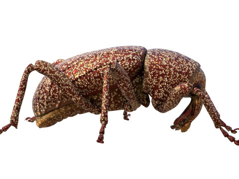 Euscepes postfasciatus 3D Model