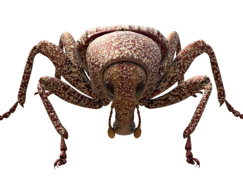 Euscepes postfasciatus 3D Model