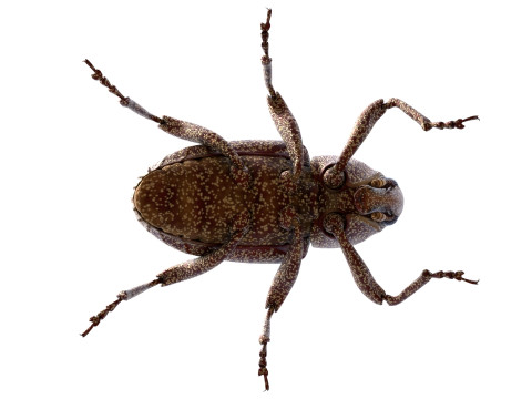 Euscepes postfasciatus 3D Model