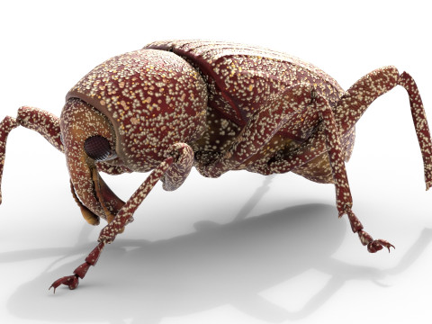 Euscepes postfasciatus 3D Model