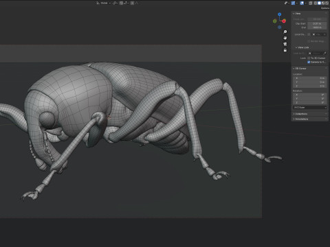 Euscepes postfasciatus 3D Model
