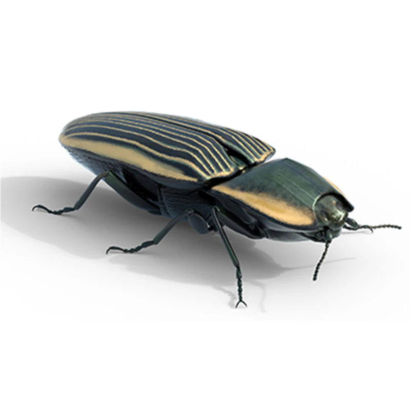 Eyed Elater Click Beetles 3D Model .c4d .max .obj .3ds .fbx .stl .blend 