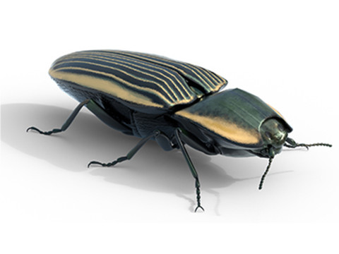 Eyed Elater Click Beetles Modèle 3D