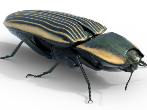 Eyed Elater Click Beetles 3D Model