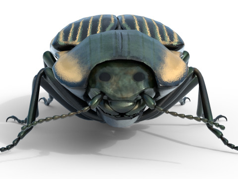 Eyed Elater Click Beetles 3D Model