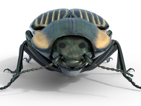 Eyed Elater Click Beetles 3D Model