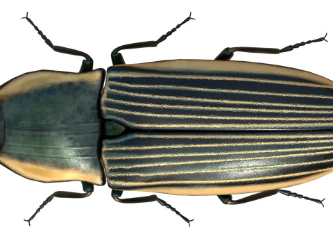 Eyed Elater Click Beetles 3D Model