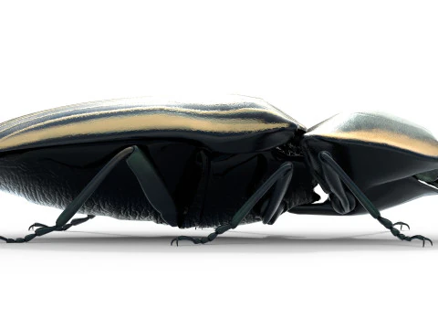 Eyed Elater Click Beetles 3D Model