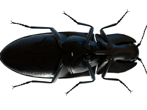 Eyed Elater Click Beetles 3D Model