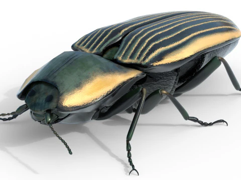 Eyed Elater Click Beetles 3D Model
