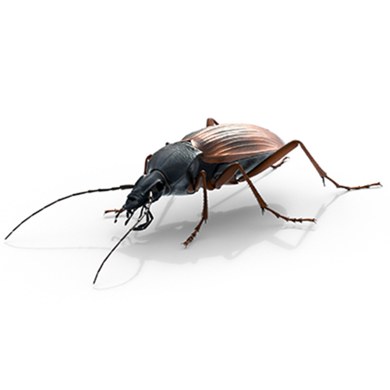 Flightless Ground Beetle 3D Model .c4d .max .obj .3ds .fbx .stl .blend 
