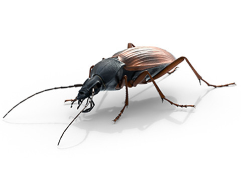 Flightless Ground Beetle Modelo 3D