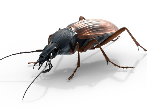 Flightless Ground Beetle 3D Model
