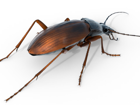 Flightless Ground Beetle 3D Model