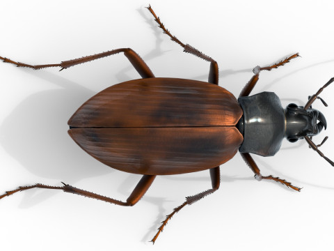 Flightless Ground Beetle 3D Model