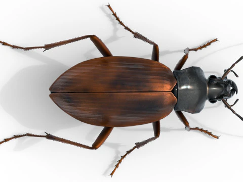 Flightless Ground Beetle 3D Model