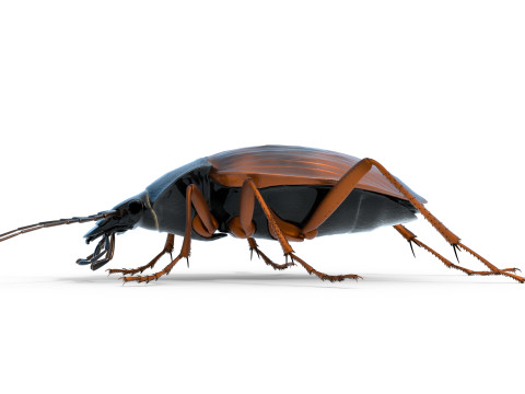 Flightless Ground Beetle 3D Model