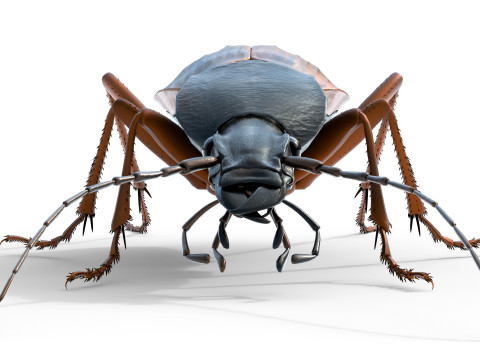 Flightless Ground Beetle 3D Model