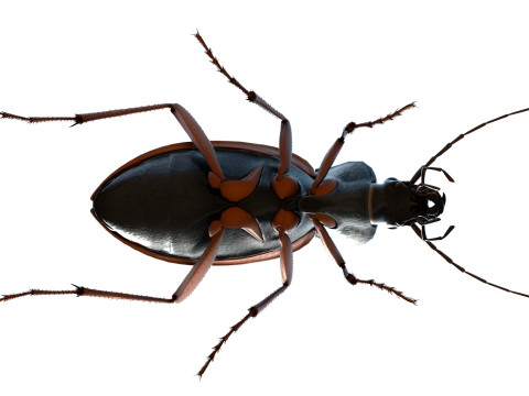 Flightless Ground Beetle 3D Model