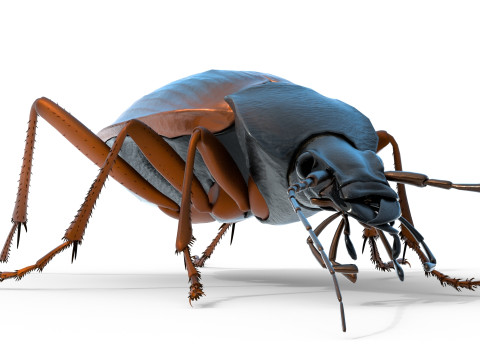 Flightless Ground Beetle 3D Model