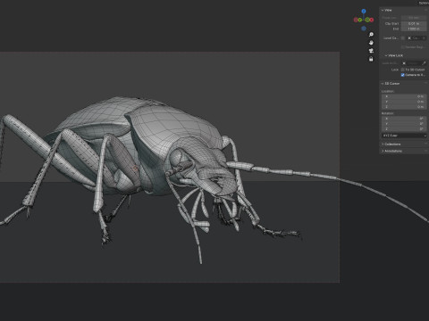 Flightless Ground Beetle 3D Model