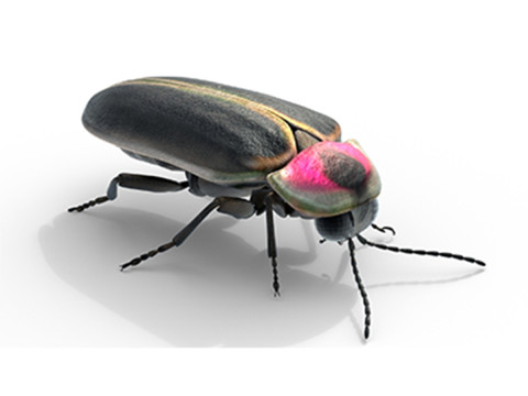 Genji firefly Modelo 3D