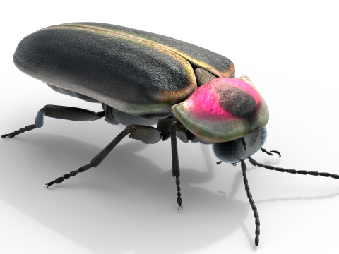 Genji firefly Model 3D